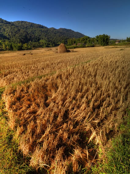 Rice Field SQ (PBH3 00 14173)