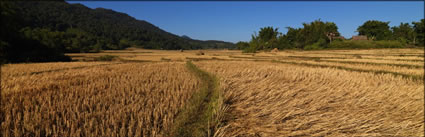 Rice Fields (PBH3 00 14178)