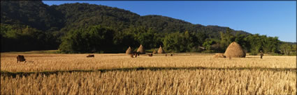 Rice Fields (PBH3 00 14179)