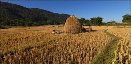 Rice Fields T (PBH3 00 14176)