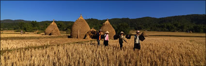 Rice Harvesting  (PBH3 00 14190)