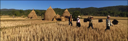 Rice Harvesting (PBH3 00 14191)