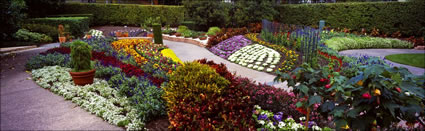 Roma St Parklands In Bloom 9 (PB 003356)