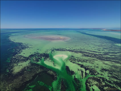 Shark Bay - WA (PBH3 00 4865)