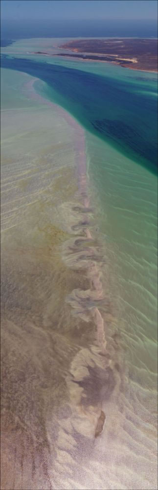 Shark Bay - WA (PBH3 00 4881)