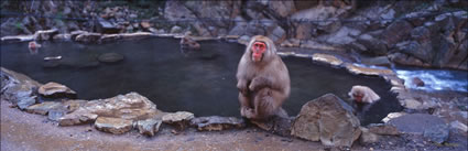 Snow Monkeys - Japan (PB00 6214)