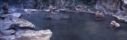Snow Monkeys - Japan (PB00 6215)