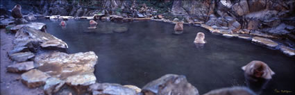 Snow Monkeys - Japan (PB00 6217)