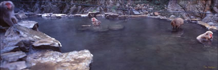 Snow Monkeys - Japan (PB00 6219)