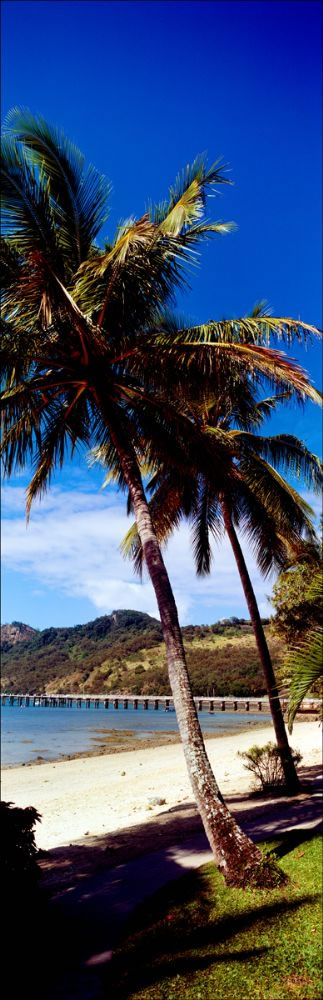 South Molle Palms Vertical - QLD (PB 003482)