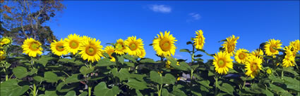 Sunflowers - NSW H (PBH3 00 0415)