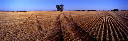 Tracks in the Field - Burra - SA  (PB00 3972)