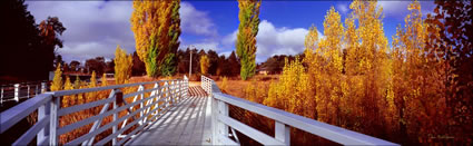 Uralla Poplars - NSW (PB 002880)