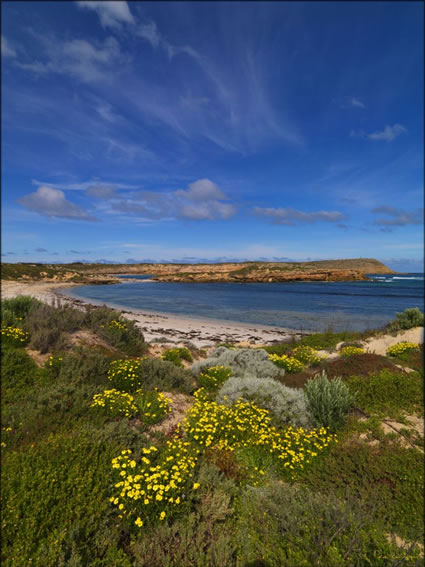 Wildflowers - Innes NP - SA SQ V (PBH3 00 30258)