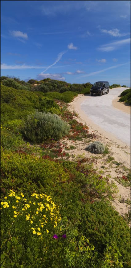 Wildflowers - Innes NP - SA T V (PBH3 00 30256)