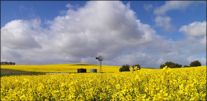 Windmill - Burra - SA T (PBH3 00 30611)