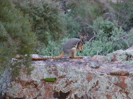 Yellow Footed Rock Wallaby 6C4V2681