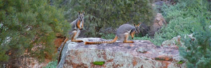 Yellow Footed Rock Wallaby 6C4V2682
