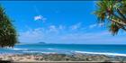 Alexandra Headland Pandanus Trees - QLD