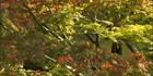 Autumn in Japan V (PBH3 00 0020)