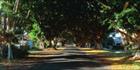 Avenue of Figs 4 - Grafton - NSW