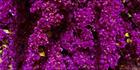 Bouganvillea - QLD (PB00 3426)