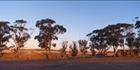 Bush Camp - Burra -SA (PB00 3971)