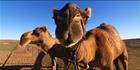 Camels - Beltana Station - SA T (PBH3 00 18874)