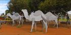 Camels - WA H (PBH3 00 0775)