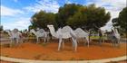 Camels - WA SQ (PBH3 00 0775)
