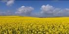 Canola - Burra - SA (PBH3 00 30618)