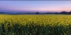 Canola - Temora - NSW (PBH3 00 23301)