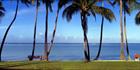 Coconut Palms - Fiji (PB00 4989)