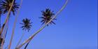 Coconut Palms - Fiji (PB00 4813)