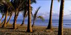 Coconut Palms - Port Douglas - QLD (PB 00 2427)