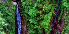 Coomera Falls - Lamington National Park - QLD