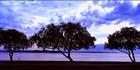 Cotton Tree Silhouettes - QLD (PB 003427)
