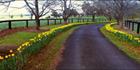 Daffodil Driveway 2 - NSW (PB003626)