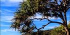 Early Morning Pandanus 2 -Coolum QLD (PB 003172)