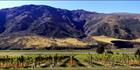 Gilston Valley Vineyard 1 - NZ (PB002860)