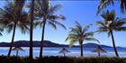 Hamilton Island Palms Umbrellas - QLD(PB003500)