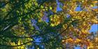 Autumn Colours - Japan (PB00 6138)