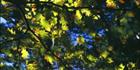 Autumn Colours - Japan (PB00 6154)
