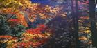Autumn Colours - Japan (PB00 6155)