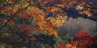 Autumn Colours - Japan (PB00 6156)