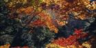 Autumn Colours - Japan (PB00 6157)
