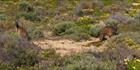Kangaroos - Innes NP - SA T (PBH3 00 30273)
