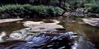 Liffey Stream - TAS (PB00 4415)