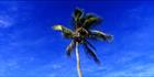 Coconut Palm Tree - Fiji (PB00 4828).jpg