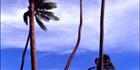 Coconut Palm Trees Vertical - Fiji (PB00 4797)